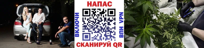 Купить  Мураши  МАРИХУАНА гибрид 